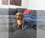 Small #1 Mutt