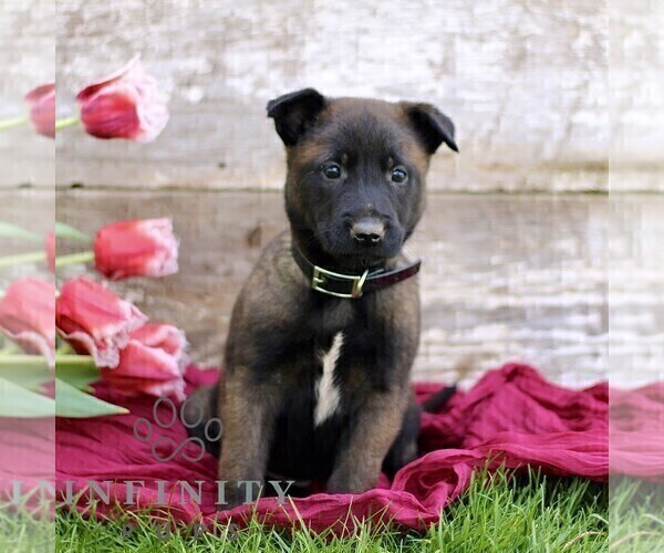 Medium Photo #1 Belgian Malinois Puppy For Sale in RONKS, PA, USA
