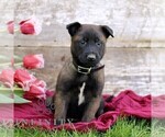 Small Photo #1 Belgian Malinois Puppy For Sale in RONKS, PA, USA