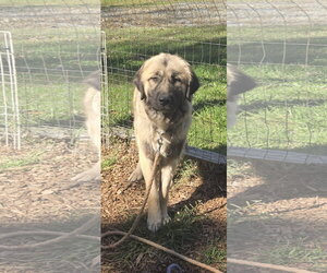Great Pyrenees-Unknown Mix Dogs for adoption in Rustburg, VA, USA