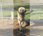 Dora Lee - At the Shelter - Female Great Pyrenees-Unknown Mix Dog for Adoption - Small photo