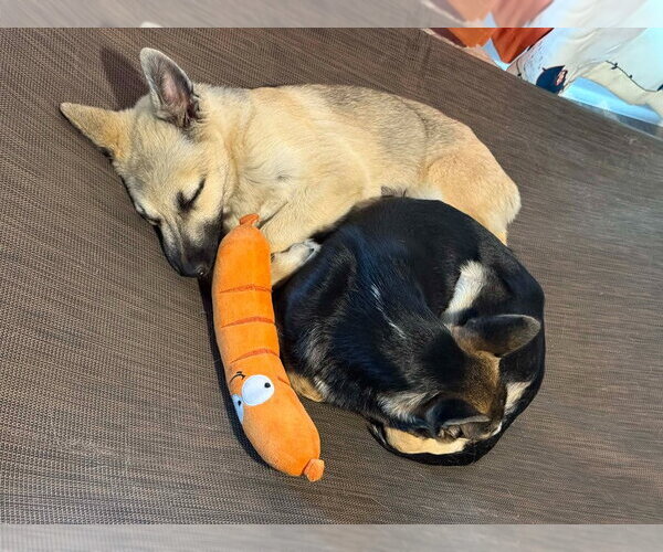 Medium Photo #2 Mutt Puppy For Sale in Canton, CT, USA