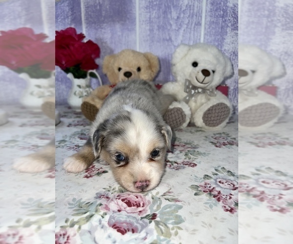 Medium Photo #1 Miniature Australian Shepherd Puppy For Sale in MATTOON, IL, USA