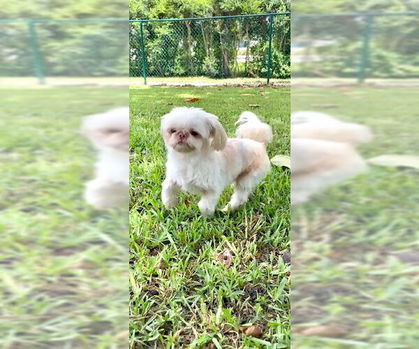 Medium Photo #9 Shih Tzu Puppy For Sale in Weston, FL, USA