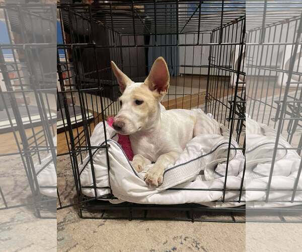 Medium Photo #5 Mutt Puppy For Sale in pomfret, CT, USA