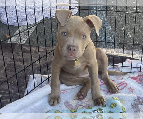 Medium Photo #3 American Pit Bull Terrier Puppy For Sale in Berkeley, CA, USA