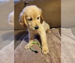 Small Photo #5 Golden Retriever Puppy For Sale in CARLTON, GA, USA