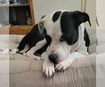 Small American Staffordshire Terrier-Labrador Retriever Mix