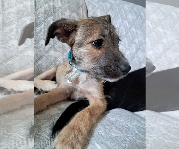 Medium Photo #3 Chihuahua-Unknown Mix Puppy For Sale in Princeton, MN, USA