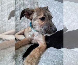 Zelle - Female Chihuahua-Unknown Mix Dog for Adoption - Photo #3