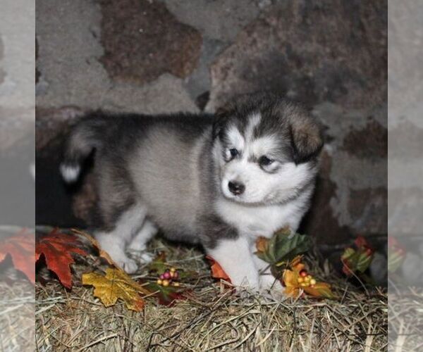 Medium Photo #4 Alaskan Malamute Puppy For Sale in CROGHAN, NY, USA