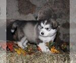 Small #3 Alaskan Malamute