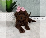 Small #2 Goldendoodle (Miniature)