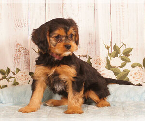 Cavachon Puppy for sale in PENNS CREEK, PA, USA