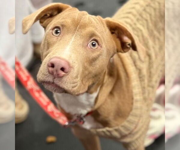 Medium Photo #8 Mutt Puppy For Sale in Canton, CT, USA