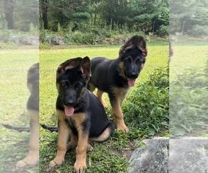 German Shepherd Dog Puppy for sale in SEEKONK, MA, USA