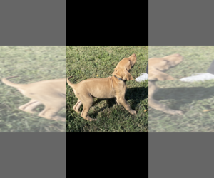 Rhodesian Ridgeback Dog for Adoption in BUFFALO, Missouri USA