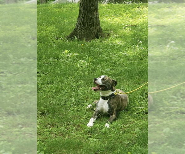 Medium Photo #3 American Pit Bull Terrier-Labrador Retriever Mix Puppy For Sale in Ridgefield, CT, USA