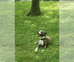 Small #2 American Pit Bull Terrier-Labrador Retriever Mix