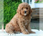 Small #3 Goldendoodle (Miniature)
