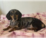 Small #2 Dachshund