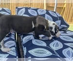 Small Photo #27 Great Dane Puppy For Sale in WILLIS, TX, USA