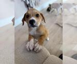 Small Mutt