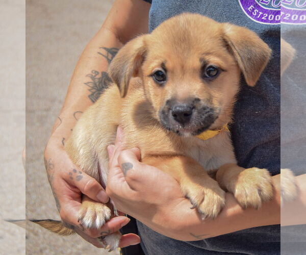 Medium Photo #4 American Staffordshire Terrier-Pomeranian Mix Puppy For Sale in Huntley, IL, USA