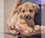 Small #3 American Staffordshire Terrier-Pomeranian Mix