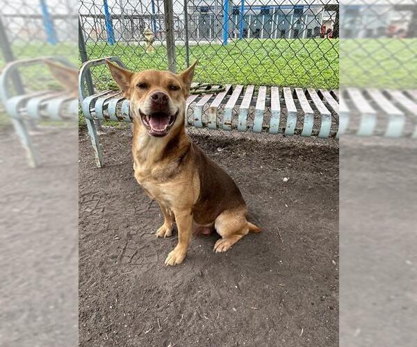 Medium Photo #4 Basenji-Carolina Dog Mix Puppy For Sale in Corpus Christi, TX, USA