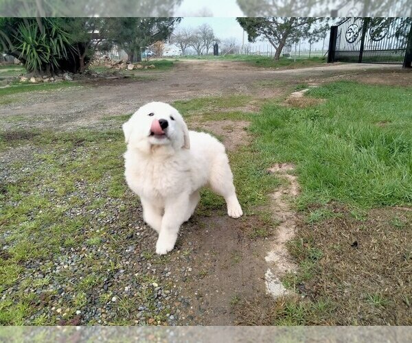 Medium Photo #1 Great Pyrenees Puppy For Sale in LINCOLN, CA, USA
