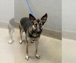Huskies -Unknown Mix Dogs for adoption in Las Vegas, NV, USA