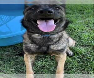 German Shepherd Dog Dogs for adoption in Riverside, CA, USA