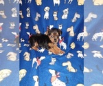 Puppy Buddy YorkiePoo