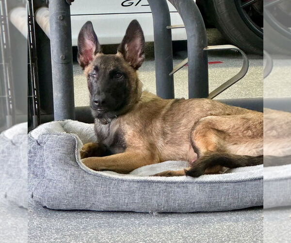 Medium Photo #2 Mutt Puppy For Sale in Dana Point, CA, USA