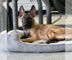 Small #1 Mutt