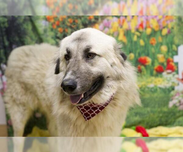 Medium Photo #1 Anatolian Shepherd Puppy For Sale in Placerville, CA, USA