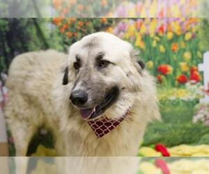 Anatolian Shepherd Dogs for adoption in Placerville, CA, USA