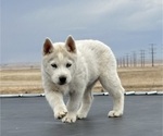 Small Photo #3 Siberian Husky Puppy For Sale in STRASBURG, CO, USA