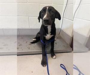 Labrador Retriever-Unknown Mix Dogs for adoption in Corpus Christi, TX, USA