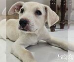Small #1 Australian Shepherd Mix