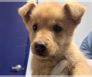 Siberian Husky Dogs for adoption in Bakersfield, CA, USA