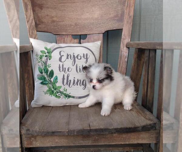 Medium Photo #18 Pomeranian Puppy For Sale in NAPLES, FL, USA