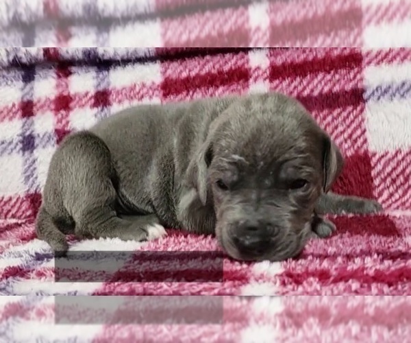 Medium Photo #6 Great Dane Puppy For Sale in OGDEN, UT, USA