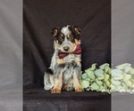 Small #1 Australian Cattle Dog