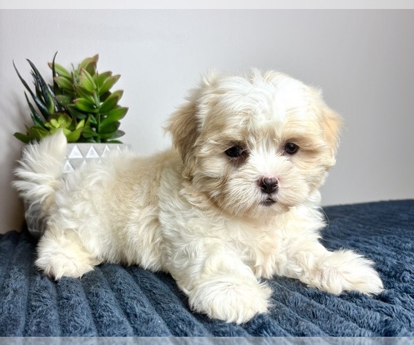 Medium Photo #2 Mal-Shi Puppy For Sale in INDIANAPOLIS, IN, USA
