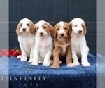 Small #1 Goldendoodle