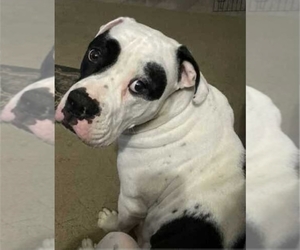 Mother of the American Bulldog puppies born on 06/05/2026