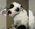 Small Photo #1 American Bulldog Puppy For Sale in INDEPENDENCE, MO, USA