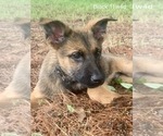 Small Photo #14 Malinois Puppy For Sale in GROVE, OK, USA